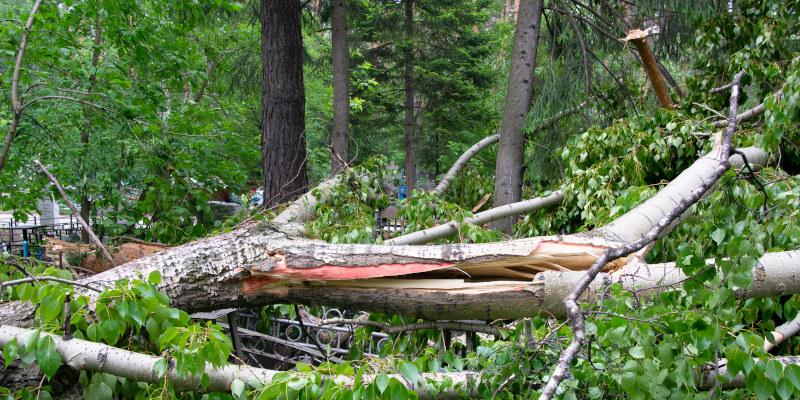 Tree Removal in Eatonton, Georgia