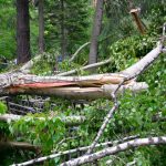 Brush & Tree Removal