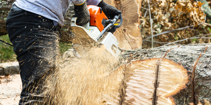 Tree Removal in Putnam County, Georgia