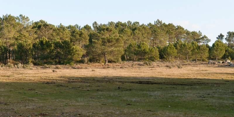 Fire Breaks & Controlled Burns in Eatonton, Georgia 